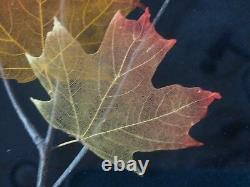 Leaf Lines Booker Morey Sugar Maple Leaves Wall Art Fall Artist Numbered Signed