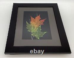 Leaf Lines Booker Morey Sugar Maple Leaves Wall Art Shadow Box Numbered Signed