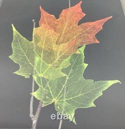 Leaf Lines Booker Morey Sugar Maple Leaves Wall Art Shadow Box Numbered Signed