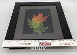 Leaf Lines Booker Morey Sugar Maple Leaves Wall Art Shadow Box Numbered Signed