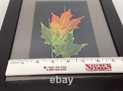 Leaf Lines Booker Morey Sugar Maple Leaves Wall Art Shadow Box Numbered Signed