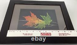 Leaf Lines Booker Morey Sugar Maple Leaves Wall Art Shadow Box Numbered Signed