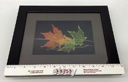 Leaf Lines Booker Morey Sugar Maple Leaves Wall Art Shadow Box Numbered Signed