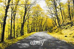 Yellow Trees Lined Road Landscape Canvas Wall Art Picture Print ALL SIZES